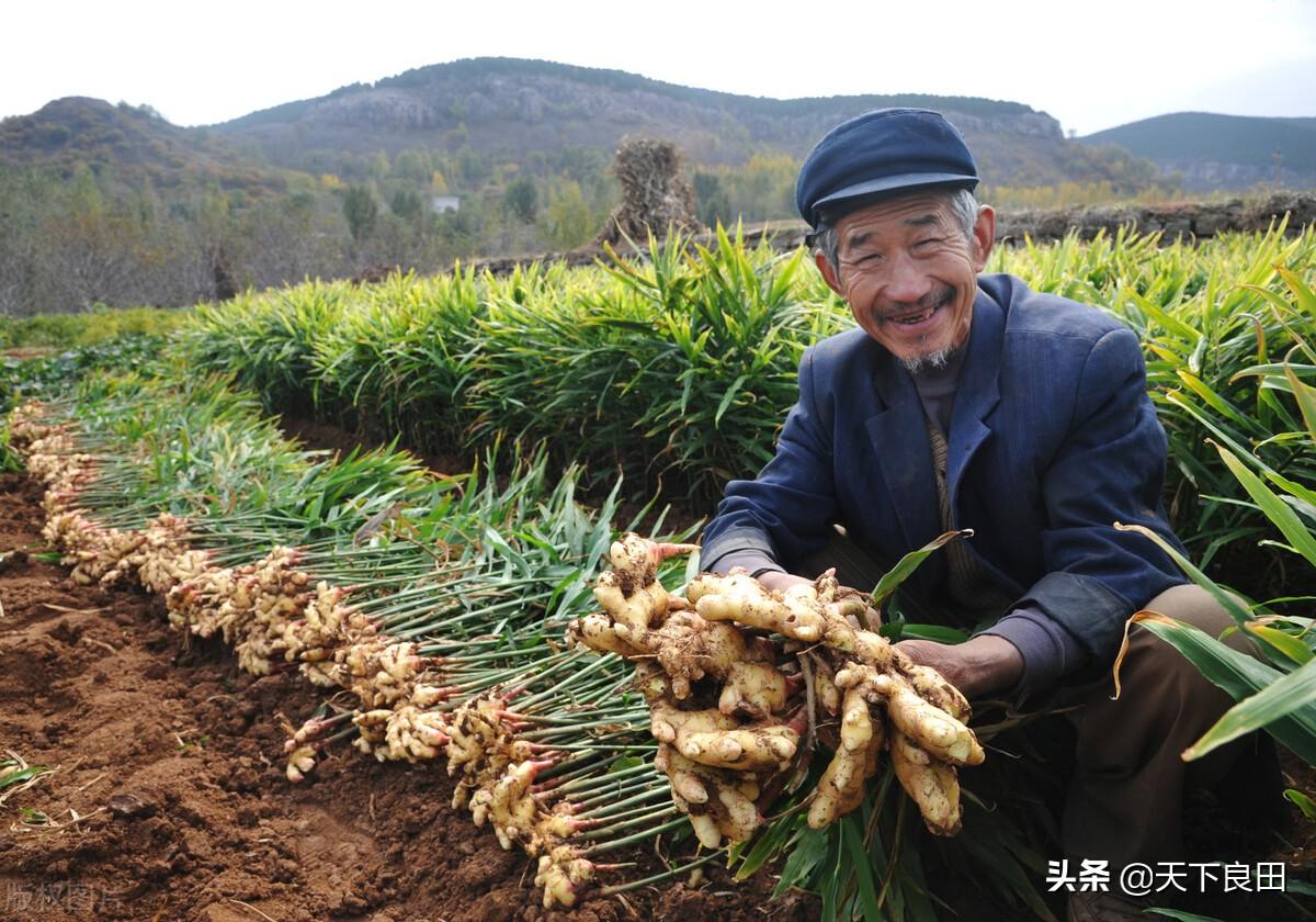 昌邑大姜行情揭秘，小巷深处的最新报告与特色小店的观察分析
