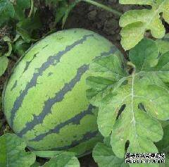 河北青苑西瓜最新价格，科技与生活的甜蜜交融之旅