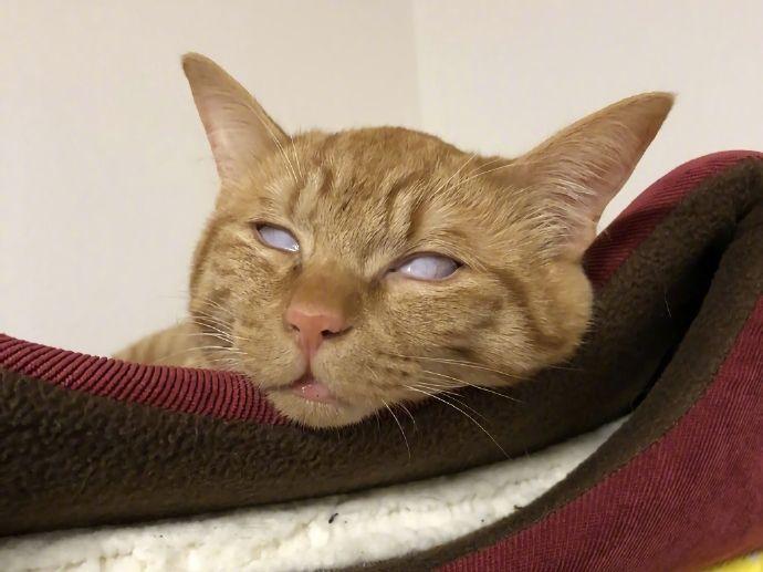 爱猫的演员,爱猫的演员，明星与猫咪的温暖故事