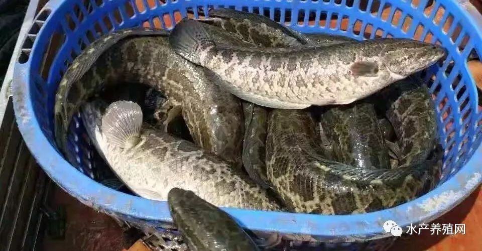 绞胎陶瓷工艺品研制 第106页
