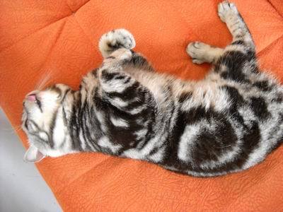 最新蝴蝶猫，全面解析背景、事件与地位